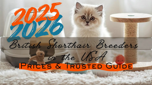 British Shorthair Breeders in the USA: Fair Prices & Trusted Buying Guide (2025–2026) - Cozynest Pet