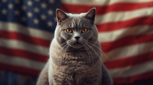 British Shorthair Breeders in the USA