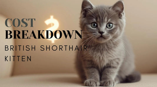 British Shorthair Kitten Cost Breakdown (USA 2025–2026): Health, Pedigree & What’s Included - Cozynest Pet