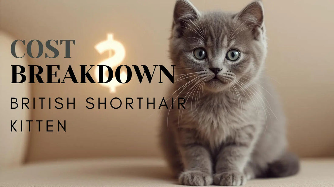 British Shorthair Kitten Cost Breakdown (USA 2025–2026): Health, Pedigree & What’s Included - Cozynest Pet