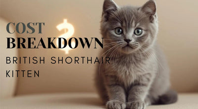 British Shorthair Kitten Cost Breakdown (USA 2025–2026): Health, Pedigree & What’s Included - Cozynest Pet