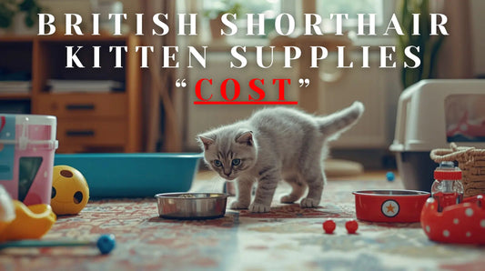 British Shorthair Kitten Supplies & First-Year Cost Checklist (USA)