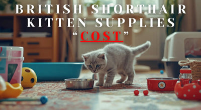 British Shorthair Kitten Supplies & First-Year Cost Checklist (USA)
