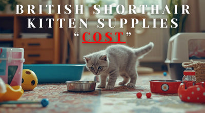 British Shorthair Kitten Supplies & First-Year Cost Checklist (USA)