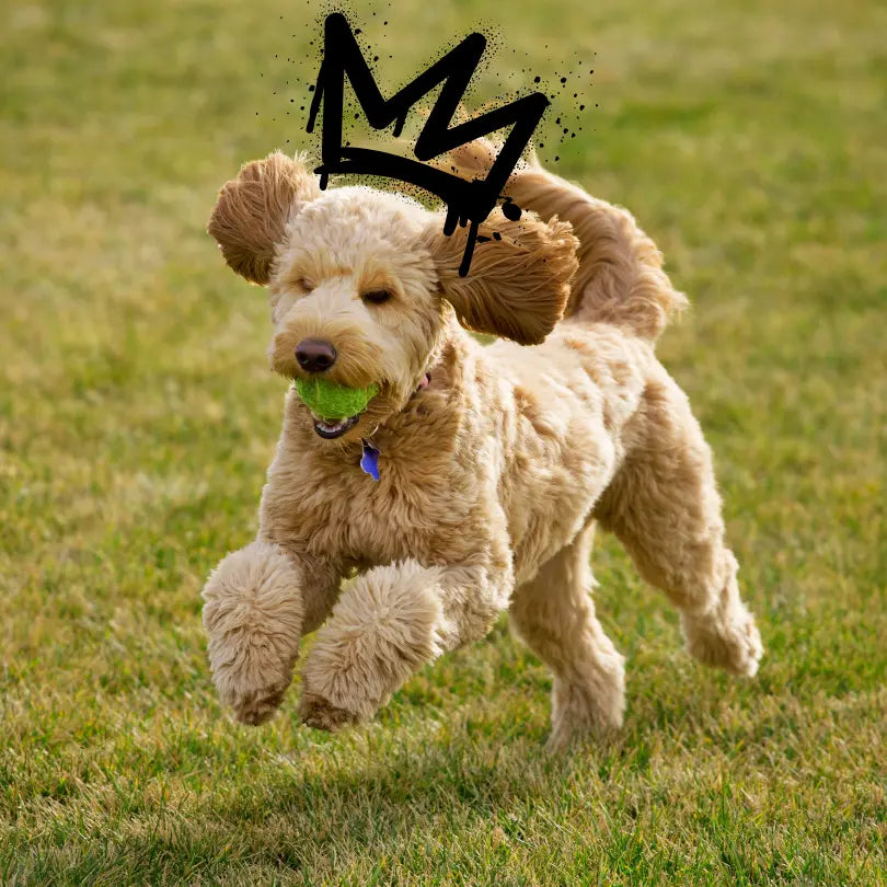 Smart Interactive Pet Toy Ball for Active Pets