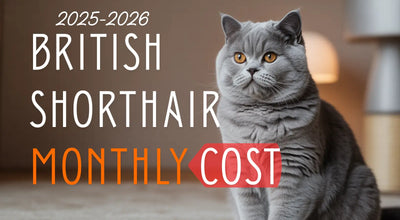  (USA 2025–2026)British Shorthair Monthly Cost & Annual Budget Guide