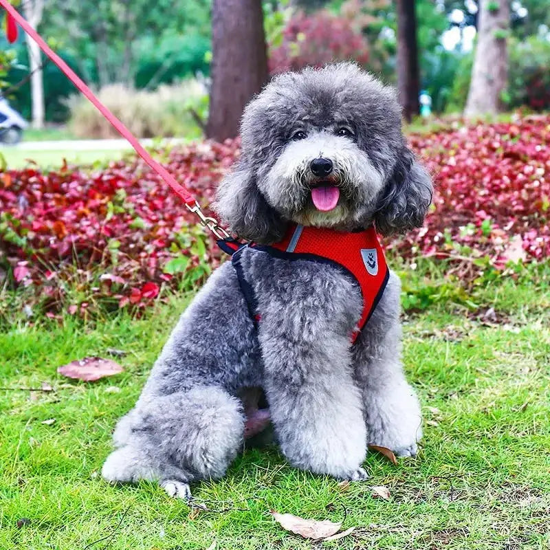 No Pull Breathable Mesh Dog & Cat Harness with Leash – Reflective & Adjustable Cozynest Pet